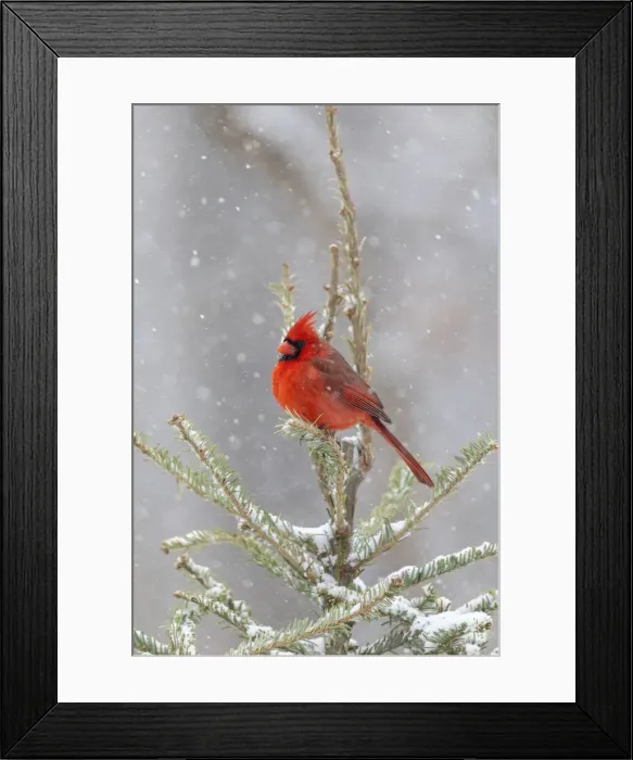 Framed Print : Northern cardinal male in spruce tree in winter snow, Marion County, Illinois Framed Print : Northern cardinal male in spruce tree in winter snow, Marion County, Illinois