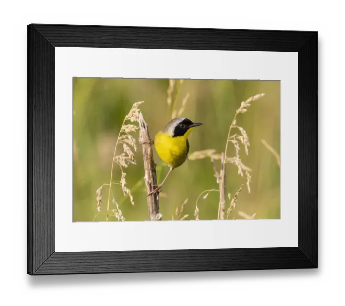 Framed Print : Common yellowthroat male, Marion County, Illinois Framed Print : Common yellowthroat male, Marion County, Illinois