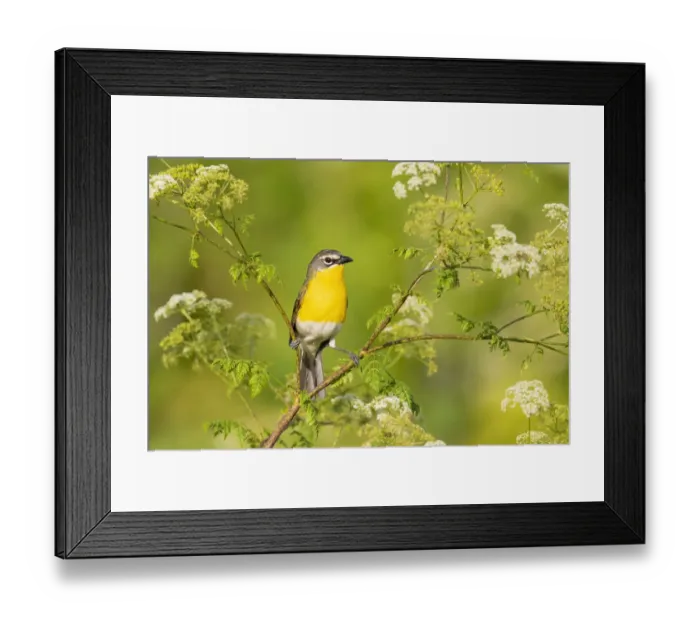 Framed Print : Yellow-breasted chat, Marion County, Illinois Framed Print : Yellow-breasted chat, Marion County, Illinois