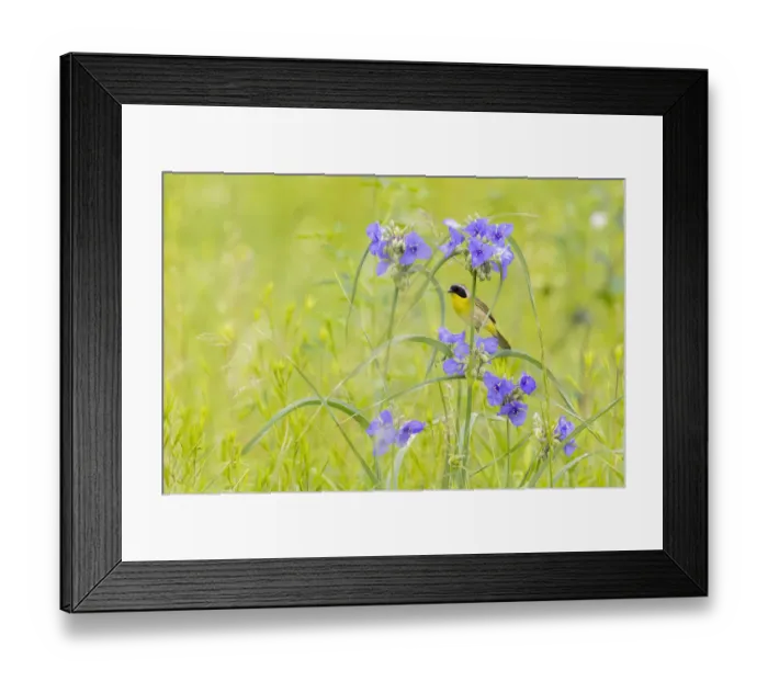 Framed Print : Common yellowthroat male in a prairie in spring, Jasper County, Illinois Framed Print : Common yellowthroat male in a prairie in spring, Jasper County, Illinois
