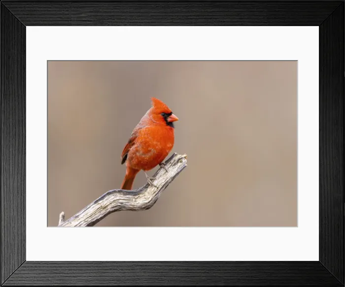 Framed Print : Northern cardinal male, Marion County, Illinois Framed Print : Northern cardinal male, Marion County, Illinois