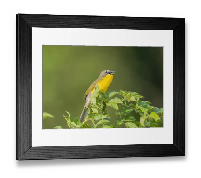 Framed Print : Yellow-breasted chat singing, Marion County, Illinois Framed Print : Yellow-breasted chat singing, Marion County, Illinois