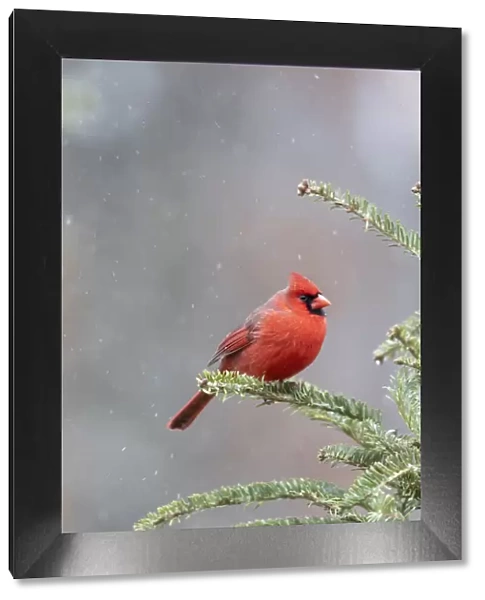 Northern cardinal male in fir tree in snow, Marion County, Illinois