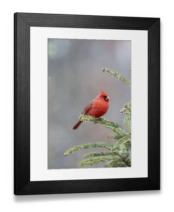 Framed Print : Northern cardinal male in fir tree in snow, Marion County, Illinois Framed Print : Northern cardinal male in fir tree in snow, Marion County, Illinois