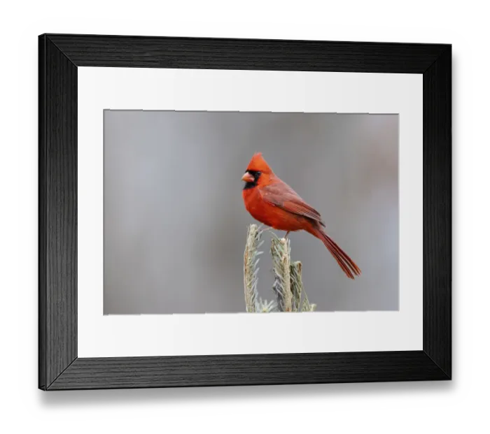 Framed Print : Northern cardinal male in fir tree in snow, Marion County, Illinois Framed Print : Northern cardinal male in fir tree in snow, Marion County, Illinois
