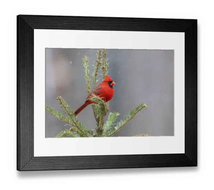 Framed Print : Northern cardinal male in fir tree in snow, Marion County, Illinois Framed Print : Northern cardinal male in fir tree in snow, Marion County, Illinois