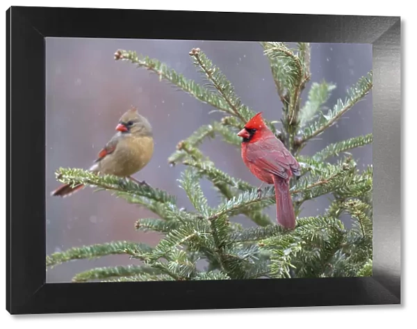 Northern cardinal male and female in fir tree in snow, Marion County, Illinois