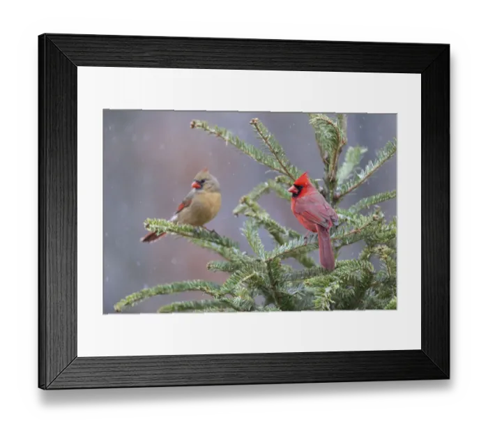Framed Print : Northern cardinal male and female in fir tree in snow, Marion County, Illinois Framed Print : Northern cardinal male and female in fir tree in snow, Marion County, Illinois
