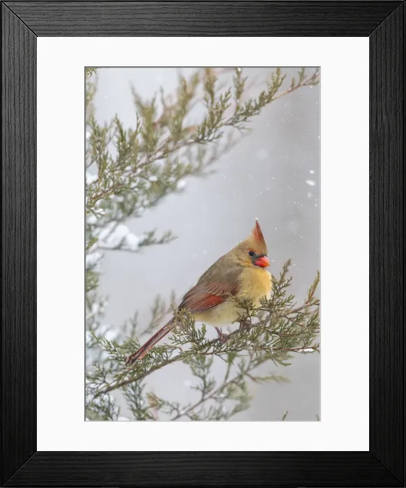 Framed Print : Northern cardinal female in red cedar tree in winter snow, Marion County, Illinois