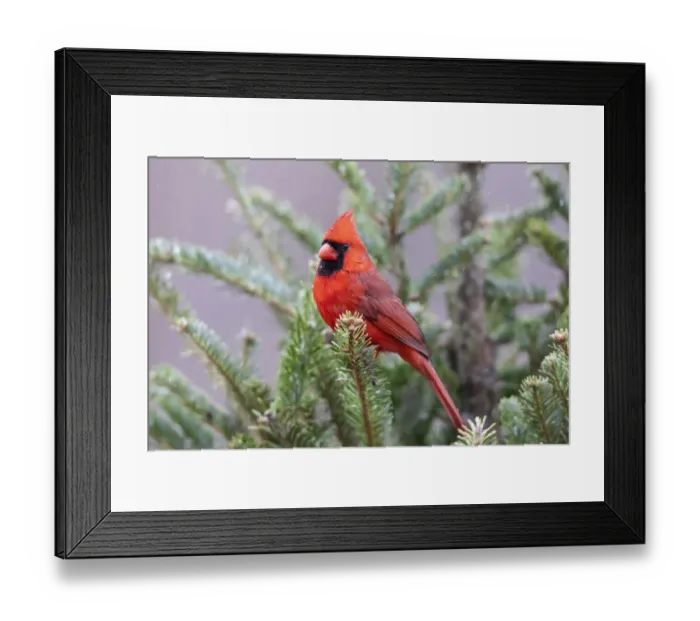 Framed Print : Northern cardinal male in fir tree in snow, Marion County, Illinois Framed Print : Northern cardinal male in fir tree in snow, Marion County, Illinois