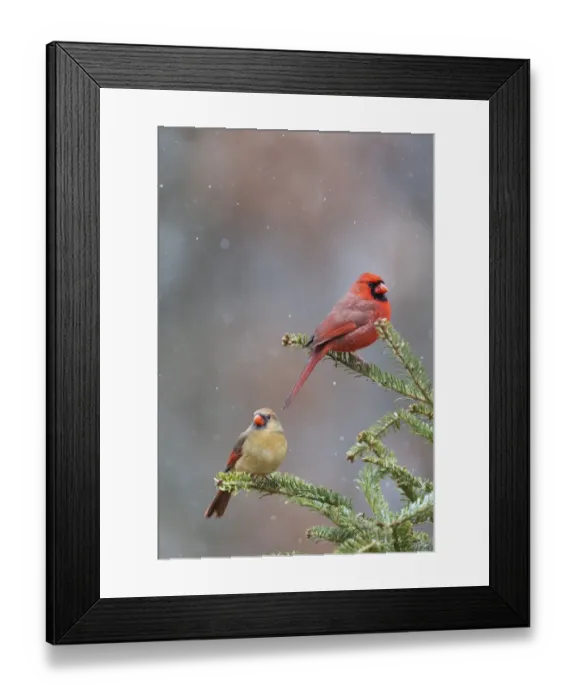 Framed Print : Northern cardinal male and female in fir tree in snow, Marion County, Illinois Framed Print : Northern cardinal male and female in fir tree in snow, Marion County, Illinois