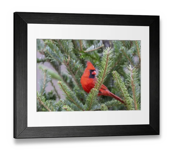 Framed Print : Northern cardinal male in fir tree in snow, Marion County, Illinois Framed Print : Northern cardinal male in fir tree in snow, Marion County, Illinois