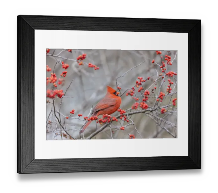 Framed Print : Northern cardinal male in winterberry bush, Marion County, Illinois