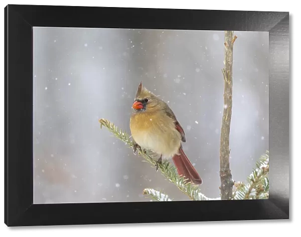 Northern cardinal female in spruce tree in winter snow, Marion County, Illinois