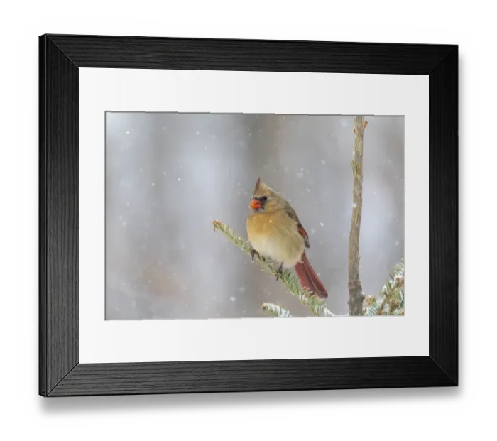 Framed Print : Northern cardinal female in spruce tree in winter snow, Marion County, Illinois Framed Print : Northern cardinal female in spruce tree in winter snow, Marion County, Illinois