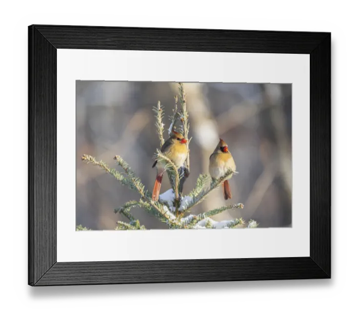 Framed Print : Northern cardinal females in spruce tree in winter snow, Marion County, Illinois Framed Print : Northern cardinal females in spruce tree in winter snow, Marion County, Illinois