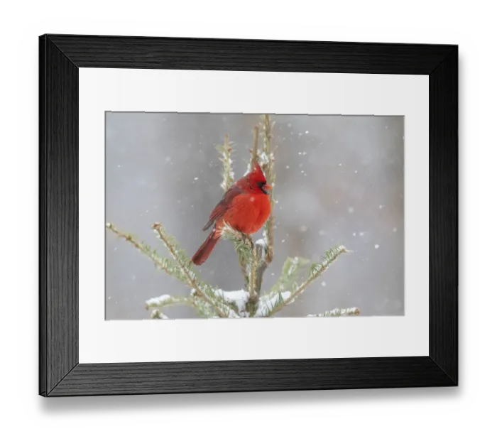 Framed Print : Northern cardinal male in spruce tree in winter snow, Marion County, Illinois Framed Print : Northern cardinal male in spruce tree in winter snow, Marion County, Illinois