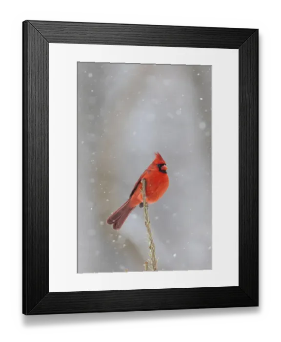 Framed Print : Northern cardinal male in spruce tree in winter snow, Marion County, Illinois Framed Print : Northern cardinal male in spruce tree in winter snow, Marion County, Illinois
