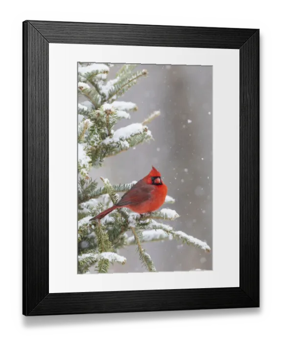 Framed Print : Northern cardinal male in spruce tree in winter snow, Marion County, Illinois Framed Print : Northern cardinal male in spruce tree in winter snow, Marion County, Illinois