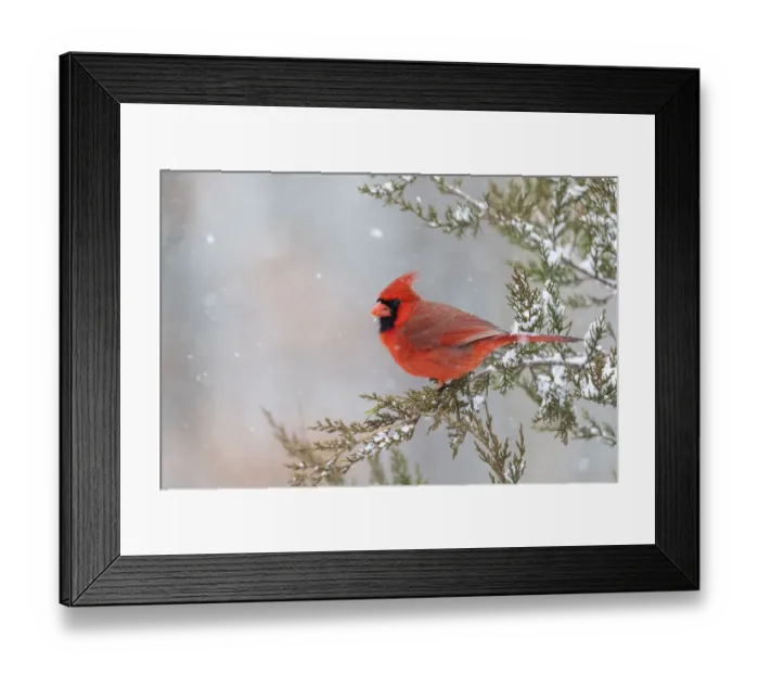 Framed Print : Northern cardinal male in red cedar tree in winter snow, Marion County, Illinois Framed Print : Northern cardinal male in red cedar tree in winter snow, Marion County, Illinois