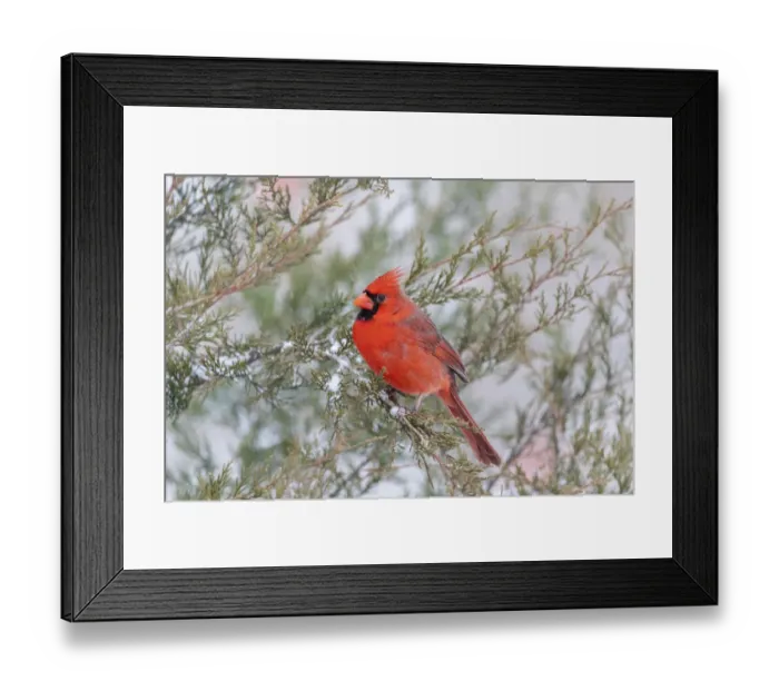 Framed Print : Northern cardinal male in red cedar tree in winter snow, Marion County, Illinois