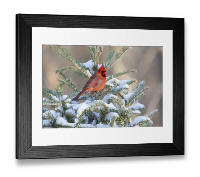 Framed Print : Northern cardinal male in spruce tree in winter snow, Marion County, Illinois Framed Print : Northern cardinal male in spruce tree in winter snow, Marion County, Illinois