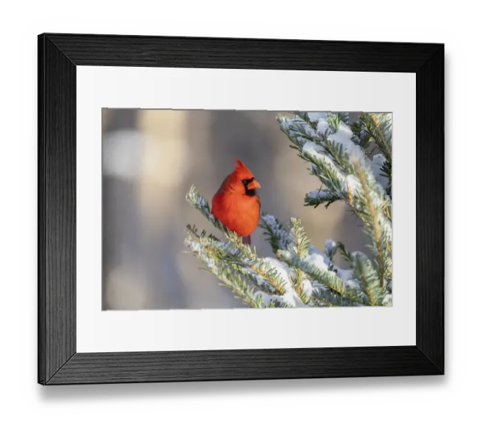 Framed Print : Northern cardinal male in spruce tree in winter snow, Marion County, Illinois
