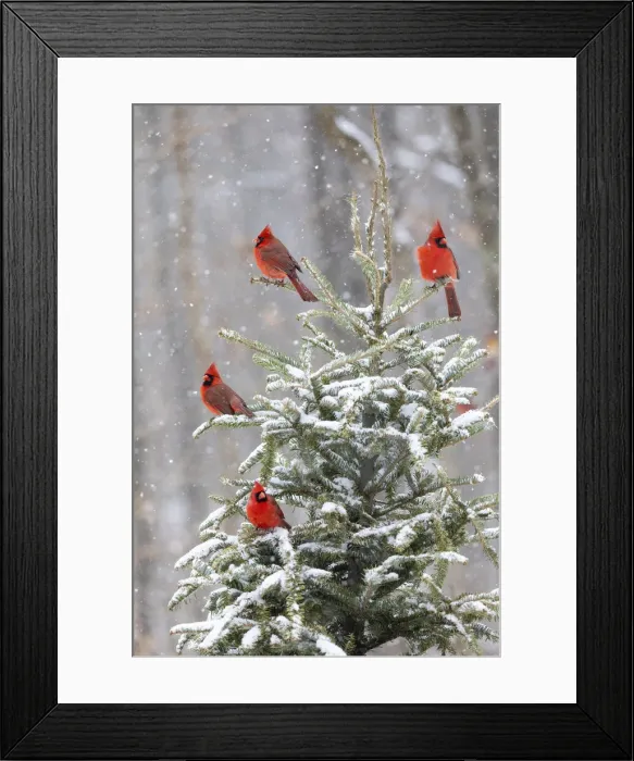 Framed Print : Northern cardinal males in spruce tree in winter snow, Marion County, Illinois Framed Print : Northern cardinal males in spruce tree in winter snow, Marion County, Illinois