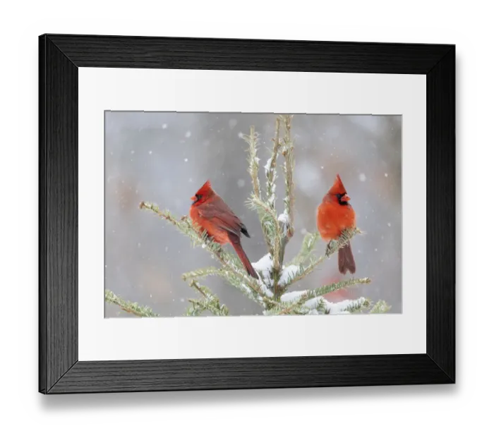 Framed Print : Northern cardinal males in spruce tree in winter snow, Marion County, Illinois Framed Print : Northern cardinal males in spruce tree in winter snow, Marion County, Illinois