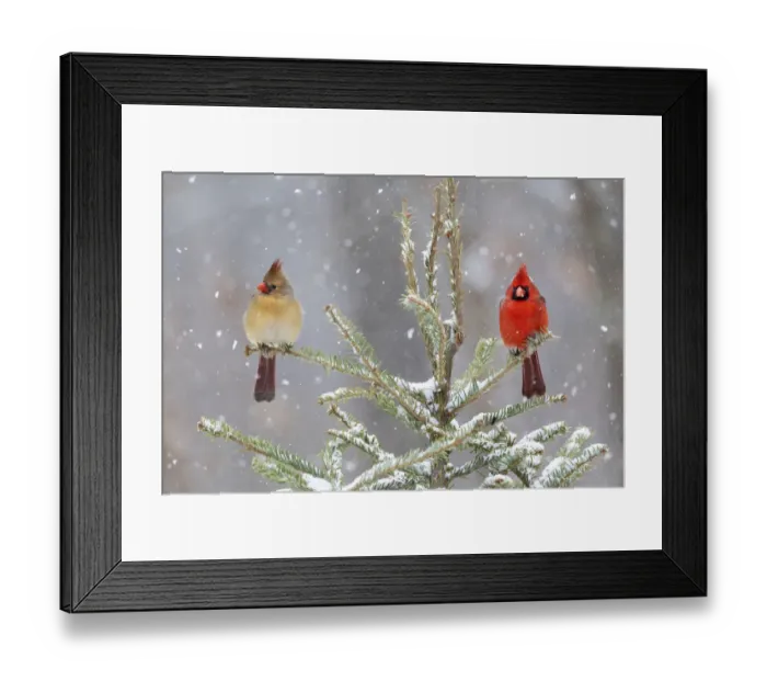 Framed Print : Northern cardinal male and female in spruce tree in winter snow, Marion County, Illinois Framed Print : Northern cardinal male and female in spruce tree in winter snow, Marion County, Illinois