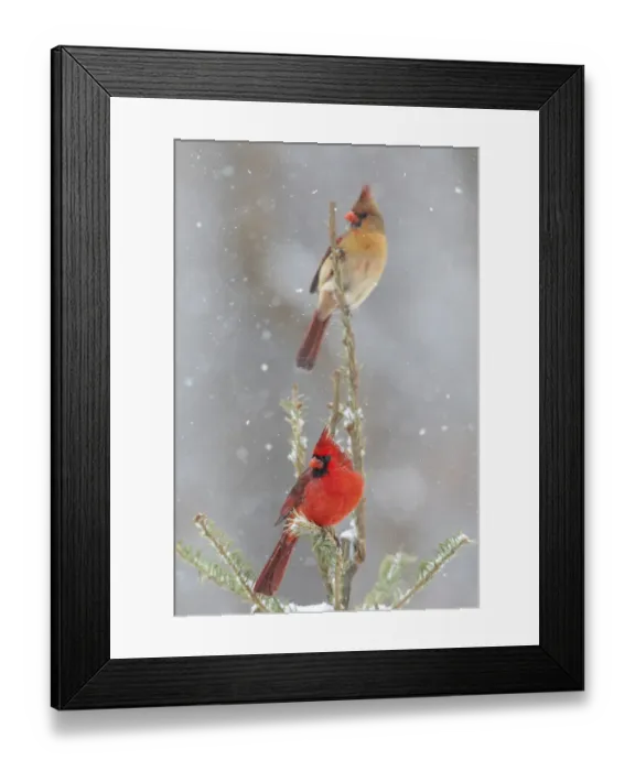 Framed Print : Northern cardinal male and female in spruce tree in winter snow, Marion County, Illinois Framed Print : Northern cardinal male and female in spruce tree in winter snow, Marion County, Illinois