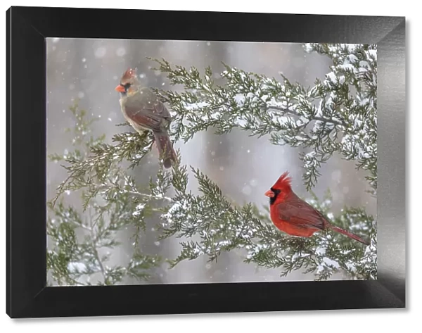 Northern cardinal male and female in red cedar tree in winter snow, Marion County, Illinois