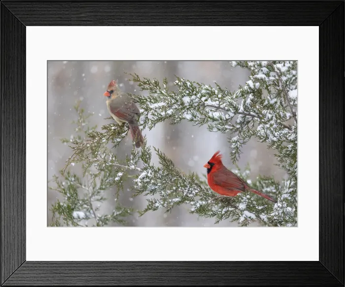 Framed Print : Northern cardinal male and female in red cedar tree in winter snow, Marion County, Illinois
