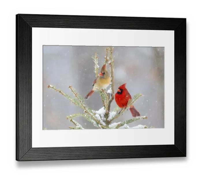 Framed Print : Northern cardinal male and female in spruce tree in winter snow, Marion County, Illinois Framed Print : Northern cardinal male and female in spruce tree in winter snow, Marion County, Illinois