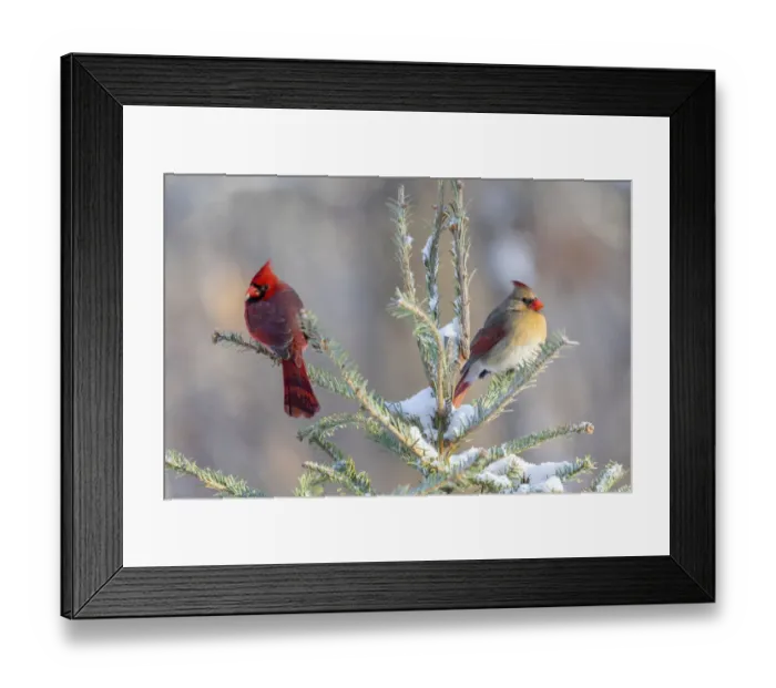Framed Print : Northern cardinal male and female in spruce tree in winter snow, Marion County, Illinois Framed Print : Northern cardinal male and female in spruce tree in winter snow, Marion County, Illinois