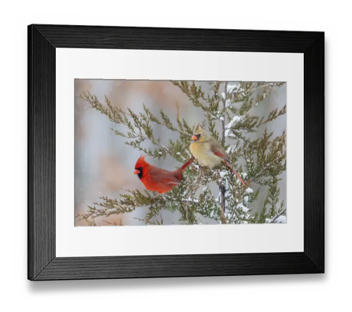 Framed Print : Northern cardinal male and female in red cedar tree in winter snow, Marion County, Illinois Framed Print : Northern cardinal male and female in red cedar tree in winter snow, Marion County, Illinois