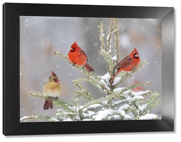 Northern cardinal males and female in spruce tree in winter snow, Marion County, Illinois