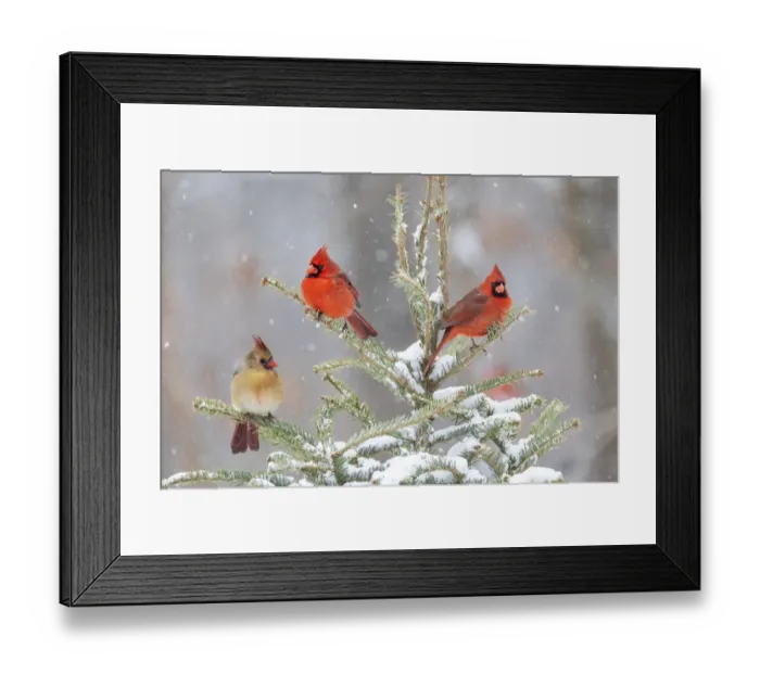 Framed Print : Northern cardinal males and female in spruce tree in winter snow, Marion County, Illinois Framed Print : Northern cardinal males and female in spruce tree in winter snow, Marion County, Illinois