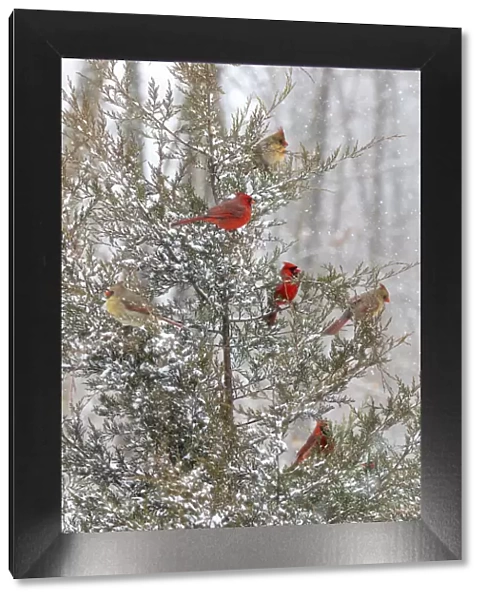 Northern cardinal males and females in red cedar tree in winter snow, Marion County, Illinois