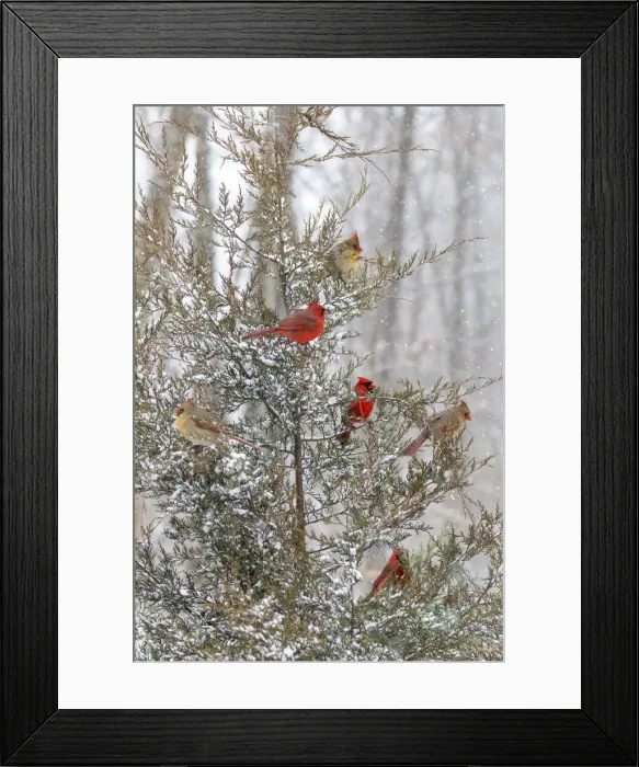Framed Print : Northern cardinal males and females in red cedar tree in winter snow, Marion County, Illinois Framed Print : Northern cardinal males and females in red cedar tree in winter snow, Marion County, Illinois