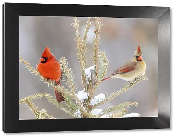 Northern cardinal male and female in snowy spruce tree, Marion County, Illinois