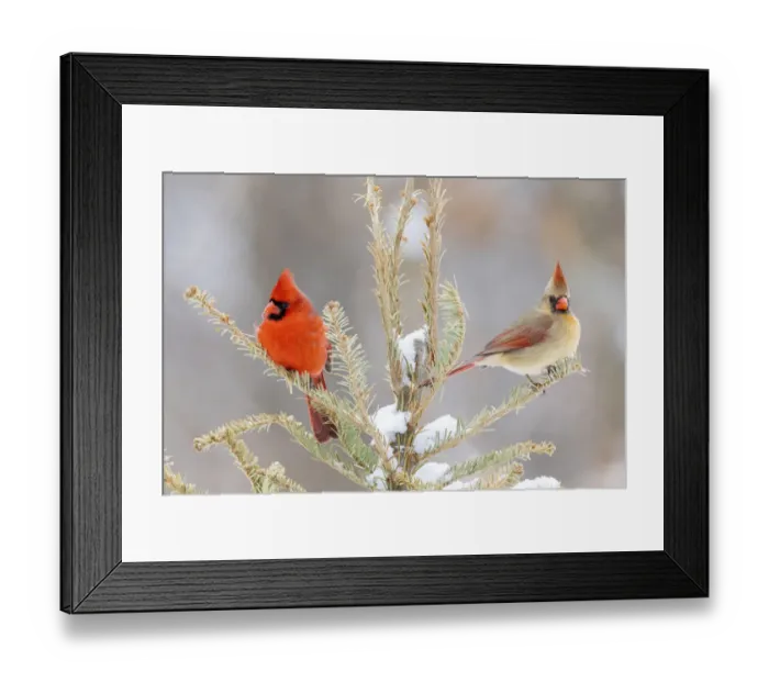 Framed Print : Northern cardinal male and female in snowy spruce tree, Marion County, Illinois
