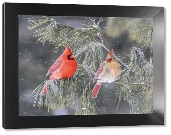 Northern cardinal male and female in pine tree in winter, Marion County, Illinois