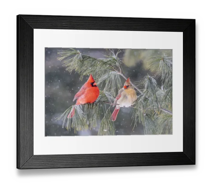 Framed Print : Northern cardinal male and female in pine tree in winter, Marion County, Illinois Framed Print : Northern cardinal male and female in pine tree in winter, Marion County, Illinois