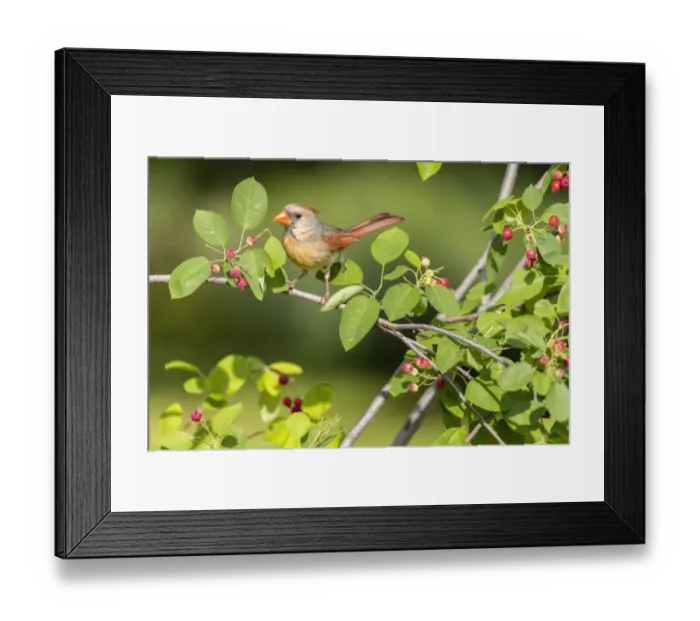 Framed Print : Northern cardinal female eating serviceberry, Marion County, Illinois