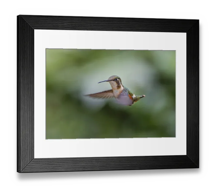 Framed Print : Female Purple-throated Woodstar, Ecuador Framed Print : Female Purple-throated Woodstar, Ecuador