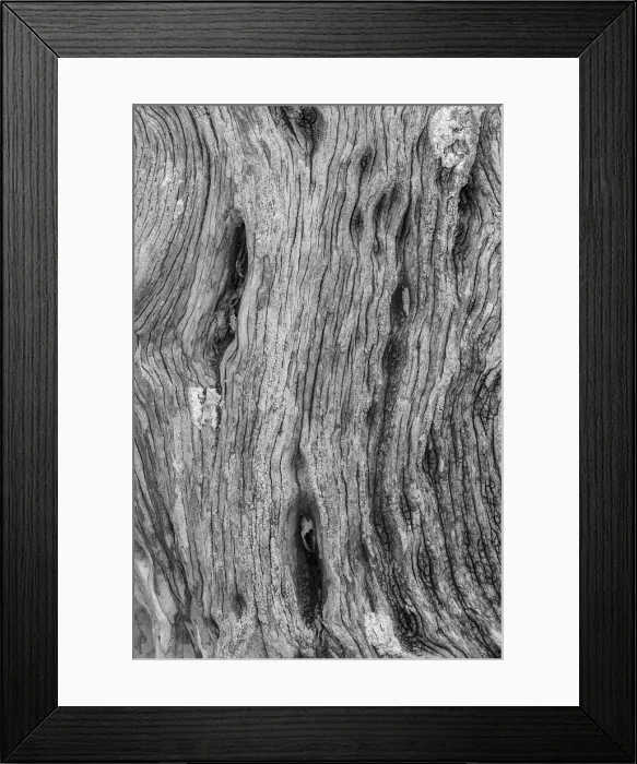 Framed Print : Pattern in dead tree, San Cristobal Island, Galapagos Islands, Ecuador Framed Print : Pattern in dead tree, San Cristobal Island, Galapagos Islands, Ecuador