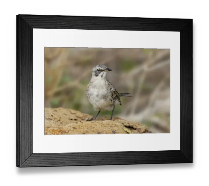 Framed Print : San Cristobal Mockingbird or Chatham Mockingbird, San Cristobal Island, Galapagos Islands, Ecuador Framed Print : San Cristobal Mockingbird or Chatham Mockingbird, San Cristobal Island, Galapagos Islands, Ecuador