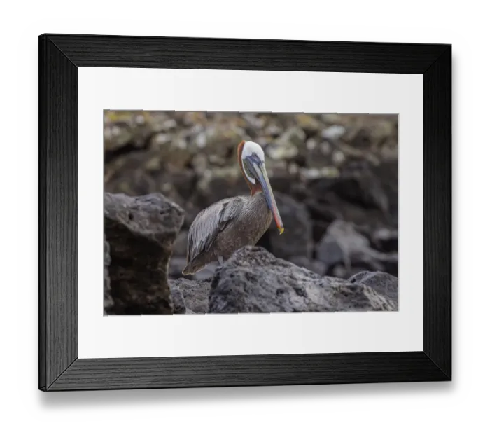 Framed Print : Brown pelican, Espanola Island, Galapagos, Ecuador Framed Print : Brown pelican, Espanola Island, Galapagos, Ecuador