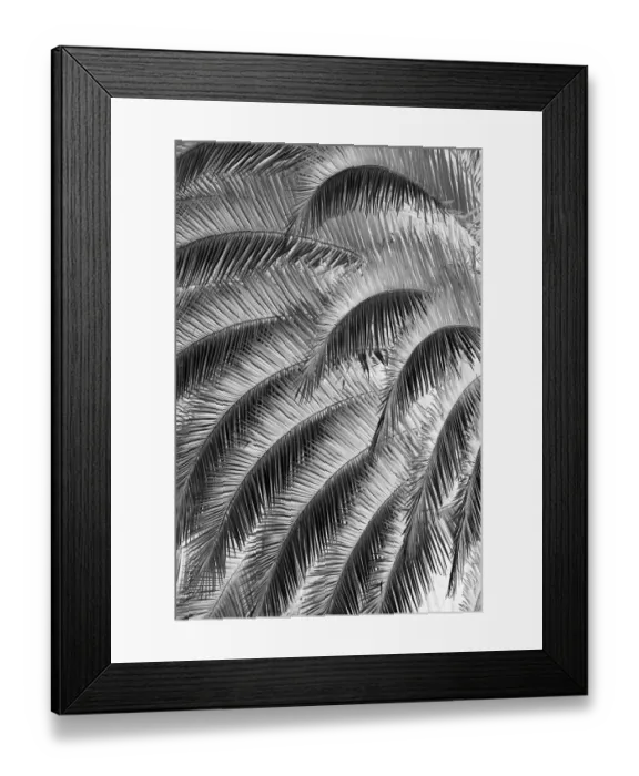 Framed Print : Black and White Pattern in branches of palm tree, Quito, Ecuador Framed Print : Black and White Pattern in branches of palm tree, Quito, Ecuador